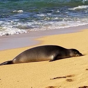 Meet your Posher, Ellen